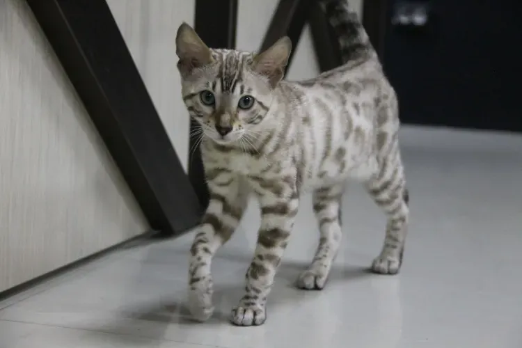 Котята и обезьяны встречают посетителей первого в Амурской области котокафе