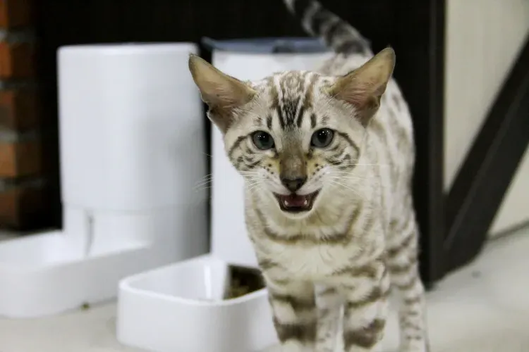 Котята и обезьяны встречают посетителей первого в Амурской области котокафе