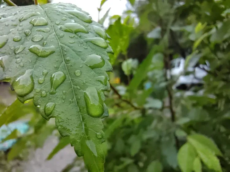 Дожди и грозы ожидаются в Амурской области 10 июля