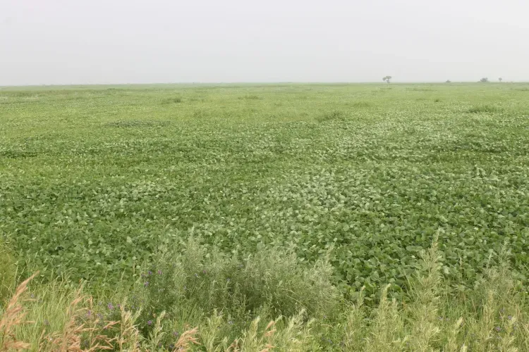 Лен и фасоль начали выращивать аграрии Амурской области 