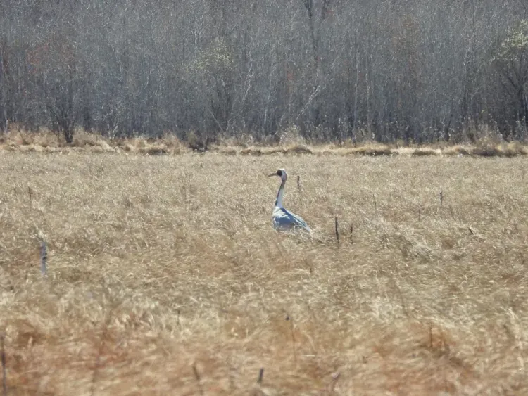 Истощенный даурский журавль погиб в Хинганском заповеднике