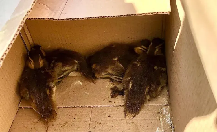 Диких утят вызволили из подвала в Ивановском округе