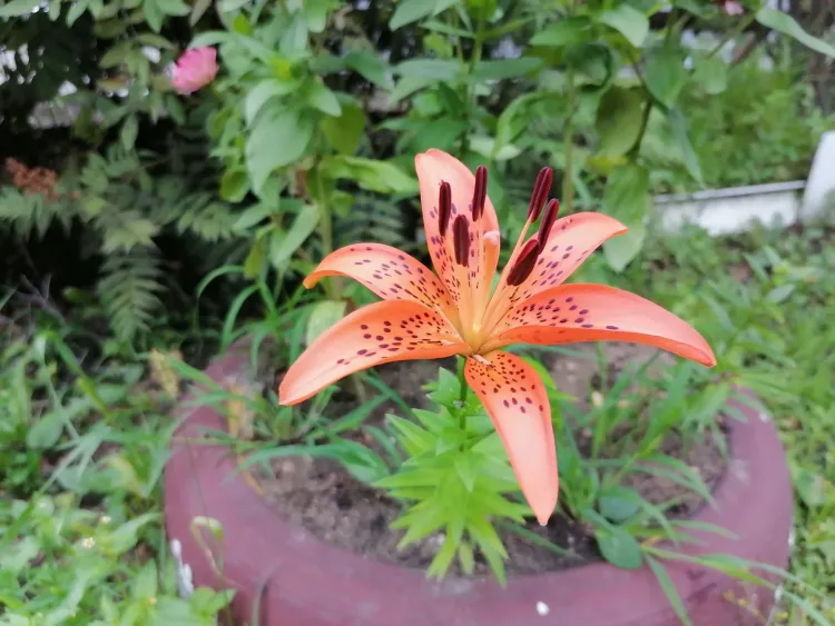 На территории Амурской области 16 июля местами небольшие, умеренные дожди