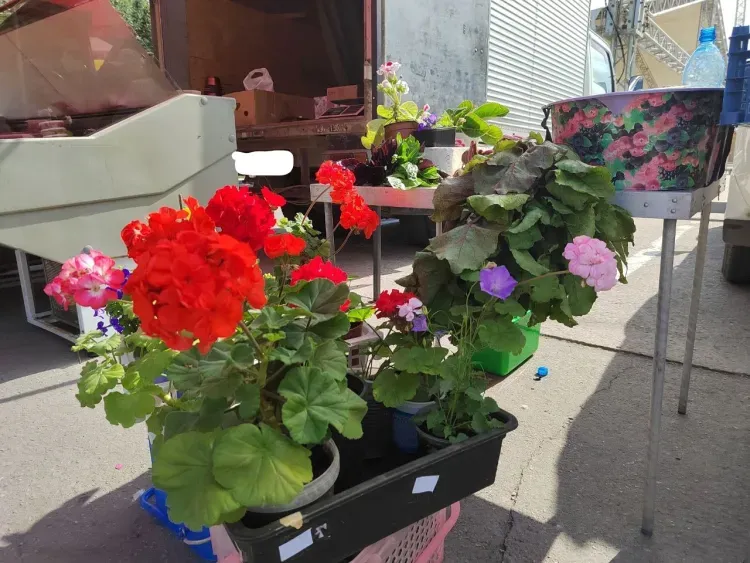 Овощи, ягоды и колбасы привезли на фермерские ярмарки в Благовещенск