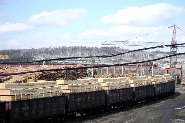 Дело о контрабанде древесины на 60 млн рублей расследуется в Приамурье