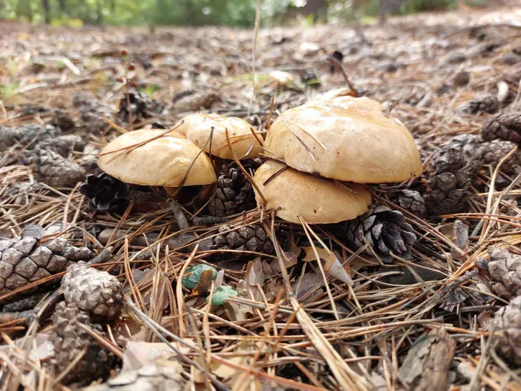 День Акилы, Дозоры отмечают 27 июля