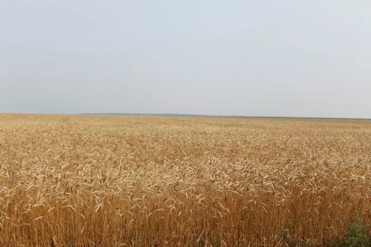 Комбикорма планируют производить на заводе в Амурской области