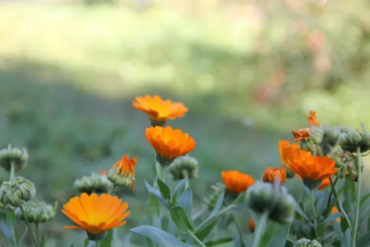 На территории Амурской области 26 июля преимущественно без осадков