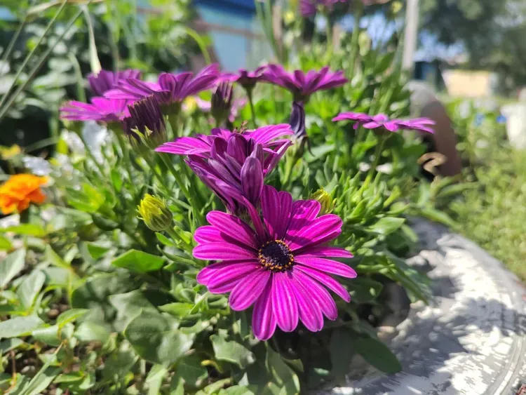 Южный ветер подует в Амурской области 25 июля