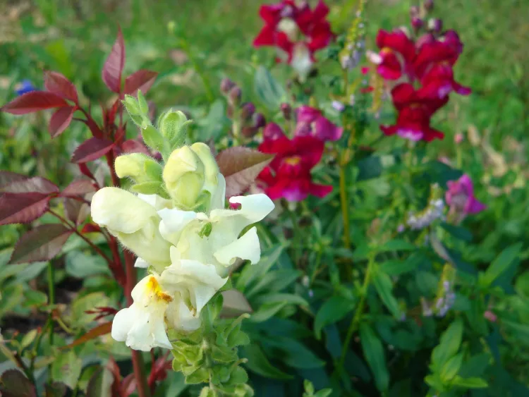На территории Амурской области 27 июля днем местами кратковременные дожди, грозы
