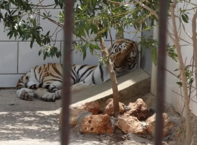 Международный день тигра отмечается 29 июля