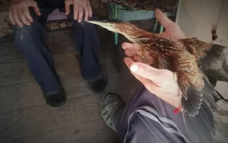 Перелетную птицу с травмой нашли на сельской дороге Белогорского округа