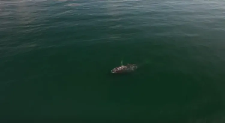 Спасение кита, который запутался в рыболовных сетях в Охотском море, займет 2-3 дня