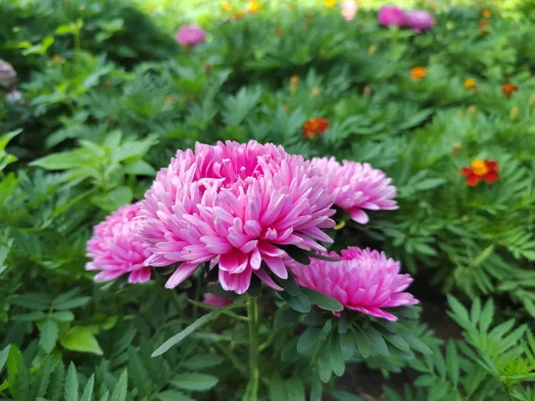 Амурскую область 3 августа ожидают местами кратковременные дожди