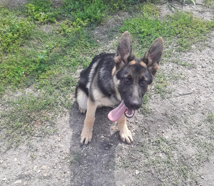 Овчарки Тигран и Стич будут готовиться к службе в амурском УФСИН