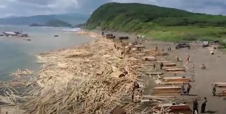 Тонны пиломатериалов выбросило на пляж в Приморье