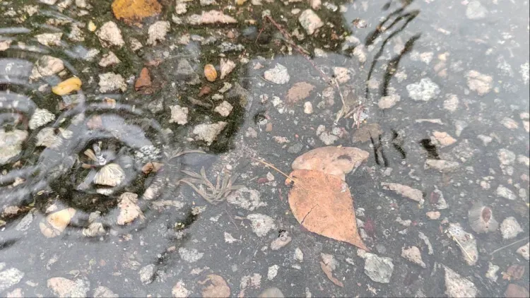 Кратковременные дожди прольются в Амурской области 13 августа