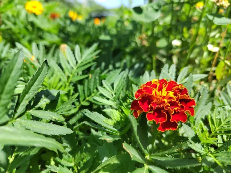 Термометры зафиксируют +27 градусов в Амурской области