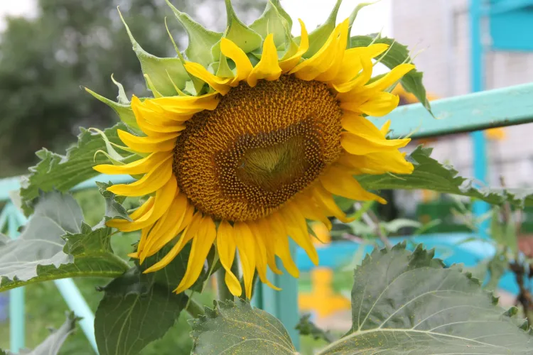 Жара будет сопровождаться дождями в Амурской области