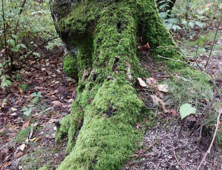 Амурскую область 23 августа ожидают кратковременные дожди, возможны грозы