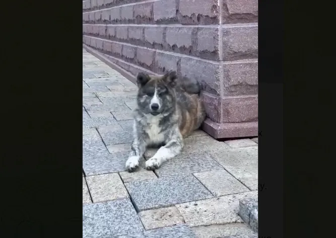 Щенка японской породы отдает в добрые руки губернатор Приморского края