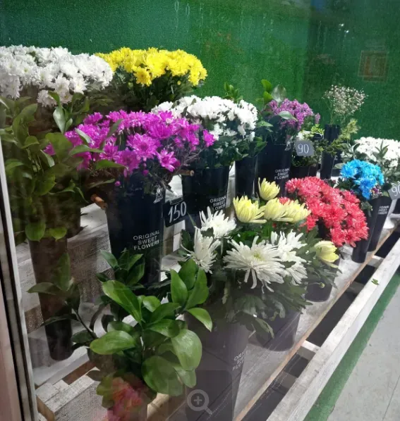 Цветы на 1 сентября экологи призвали не упаковывать в пластиковую обертку