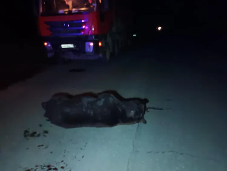 Медведя насмерть сбил лихач на грузовике в Амурской области