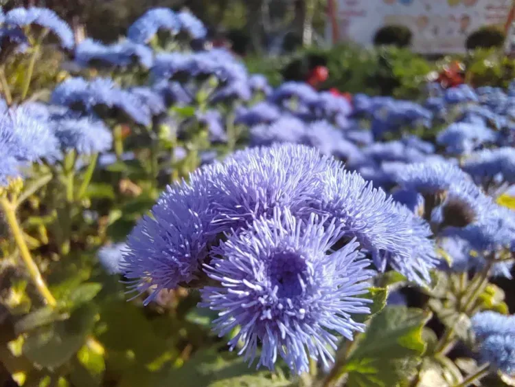 Воздух прогреется до +24 градусов в Амурской области 