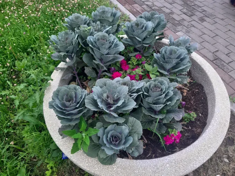 Днем в Амурской области 31 августа на большей части кратковременные дожди, местами ливни, грозы