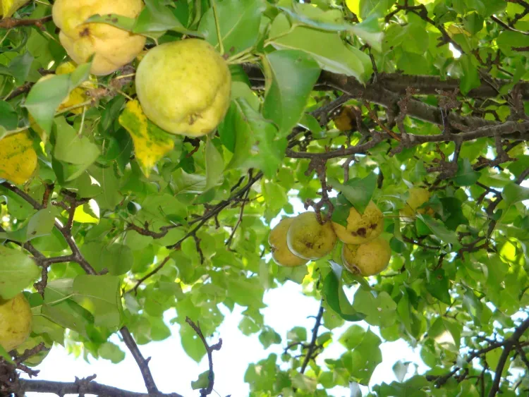 Днем в Амурской области 6 сентября в отдельных районах дожди, местами сильный дождь
