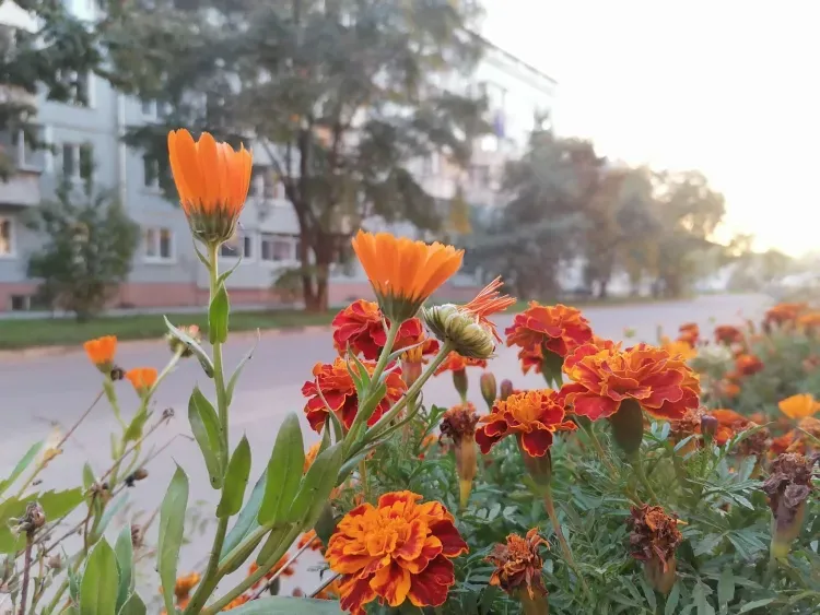 Днем в Амурской области 7 сентября небольшие и умеренные дожди, ливни