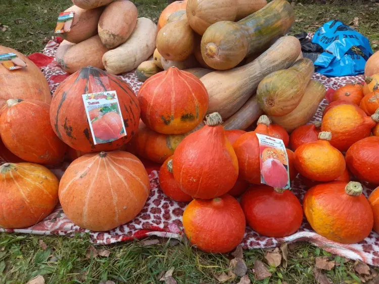 Грушевую сгущенку попробовали амурчане на фестивале тыквы