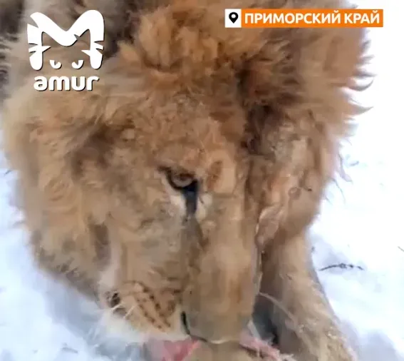 Знаменитый приморский лев, которого навещала Памела Андерсон, умер от раковой опухоли