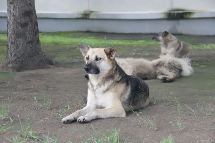 Очевидцев нападения собаки на ребенка ищут в Тынде