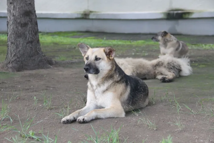 Нападением собаки на ребенка занялась прокуратура в Тынде 