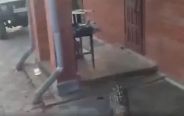 Леопард впервые напал на человека в Приморье