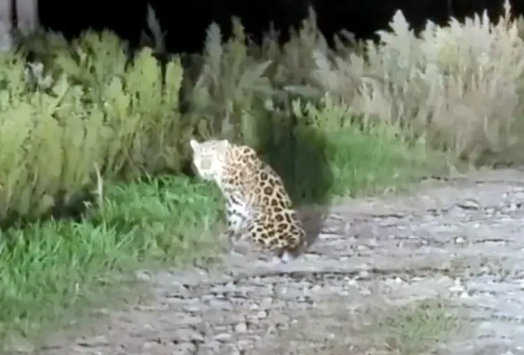 Леопарда, напавшего на человека в Приморье, отлавливают специалисты