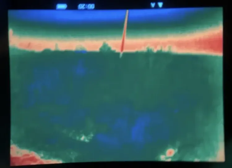 Леопард, напавший на человека в Приморье, может снова прийти к людям