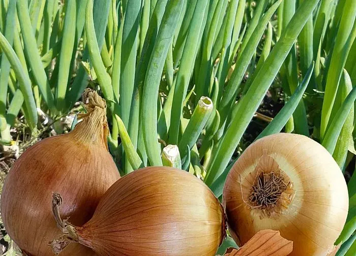 Луков день отмечается 20 сентября