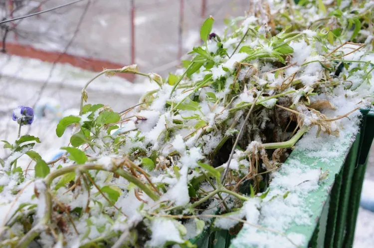 Новый погодный антирекорд зафиксирован в Благовещенске 