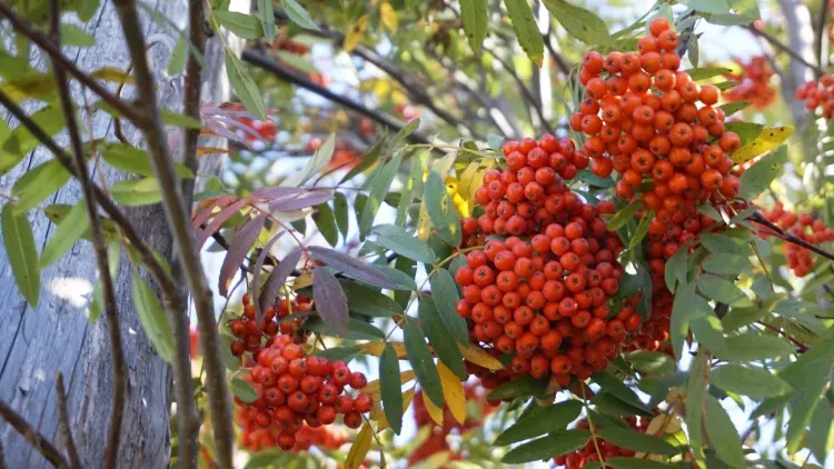Днем в Амурской области 21 сентября при переменной облачности местами небольшие, умеренные осадки