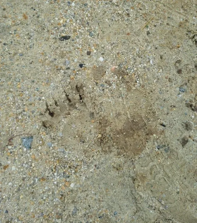 Три медведя прогулялись по территории Амурского ГПЗ