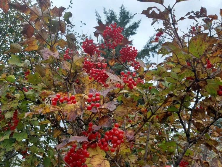 Днем в Амурской области 27 сентября по северу осадки пройдут практически на всей территории