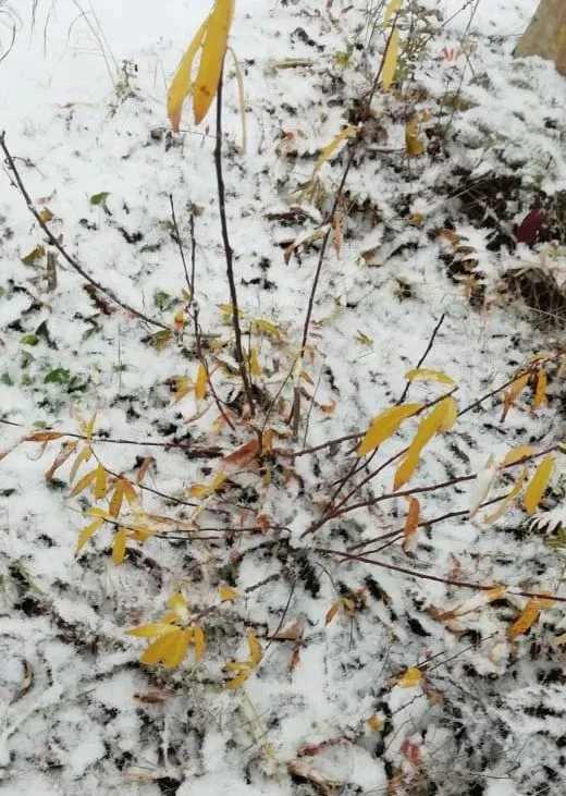 Первый настоящий снег засыпал север Амурской области 