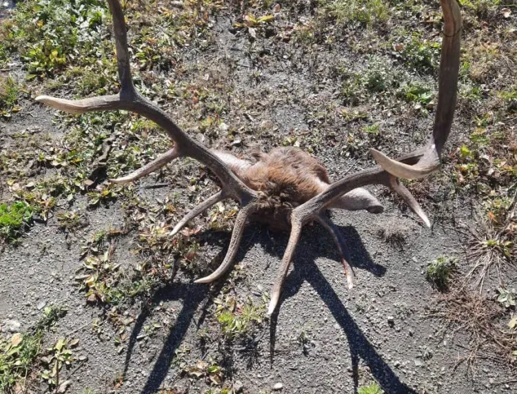 Голову изюбря нашли в палаточном лагере браконьеров в Амурской области