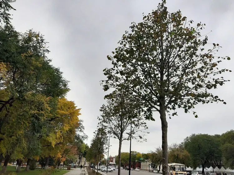 Днем в Амурской области 30 сентября по северу преимущественно без осадков