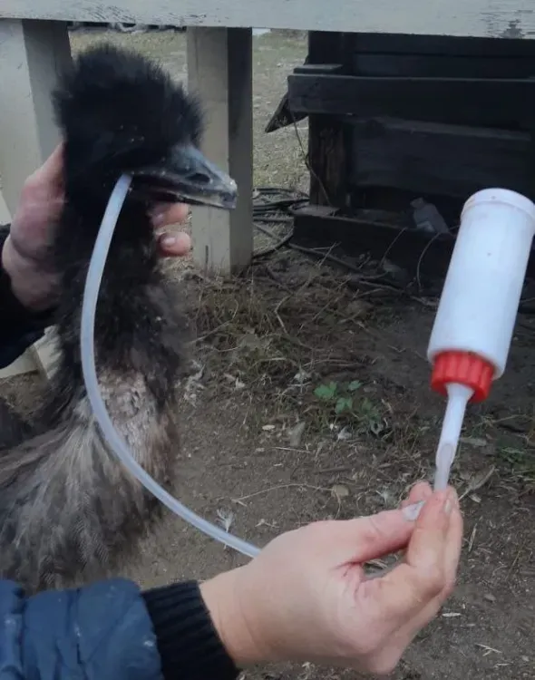 Стекло из страуса эму извлекли в Благовещенске