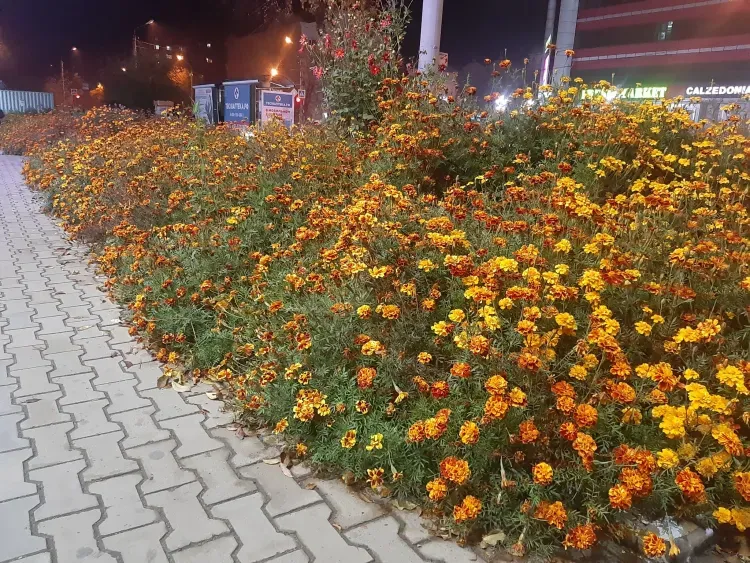 Днем в Амурской области 12 октября переменная облачность, преимущественно без осадков