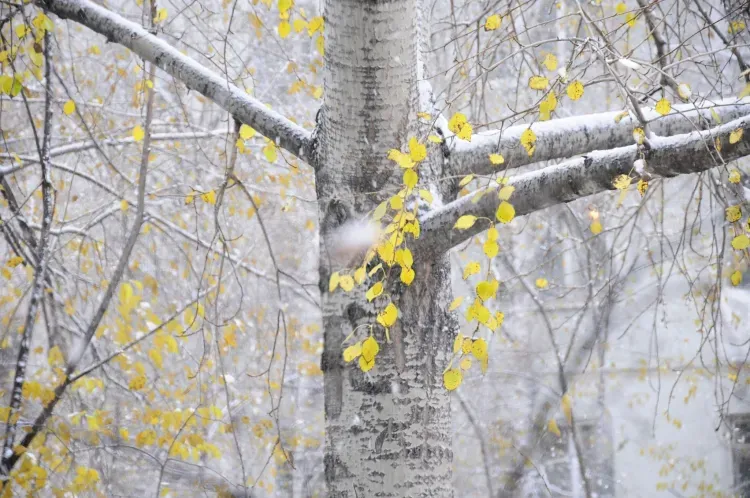Покров Пресвятой Богородицы празднуется 14 октября