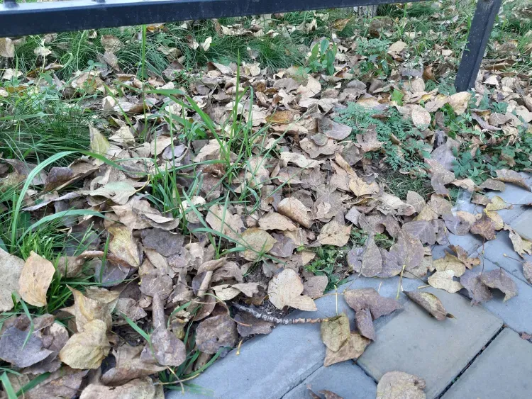 Днем в Амурской области 14 октября местами на севере небольшие и умеренные осадки (дождь со снегом, мокрый снег)